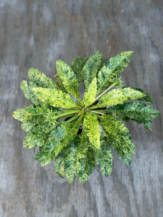 Dorstenia Hardwoodii x Foetida Hybrid Variegated
