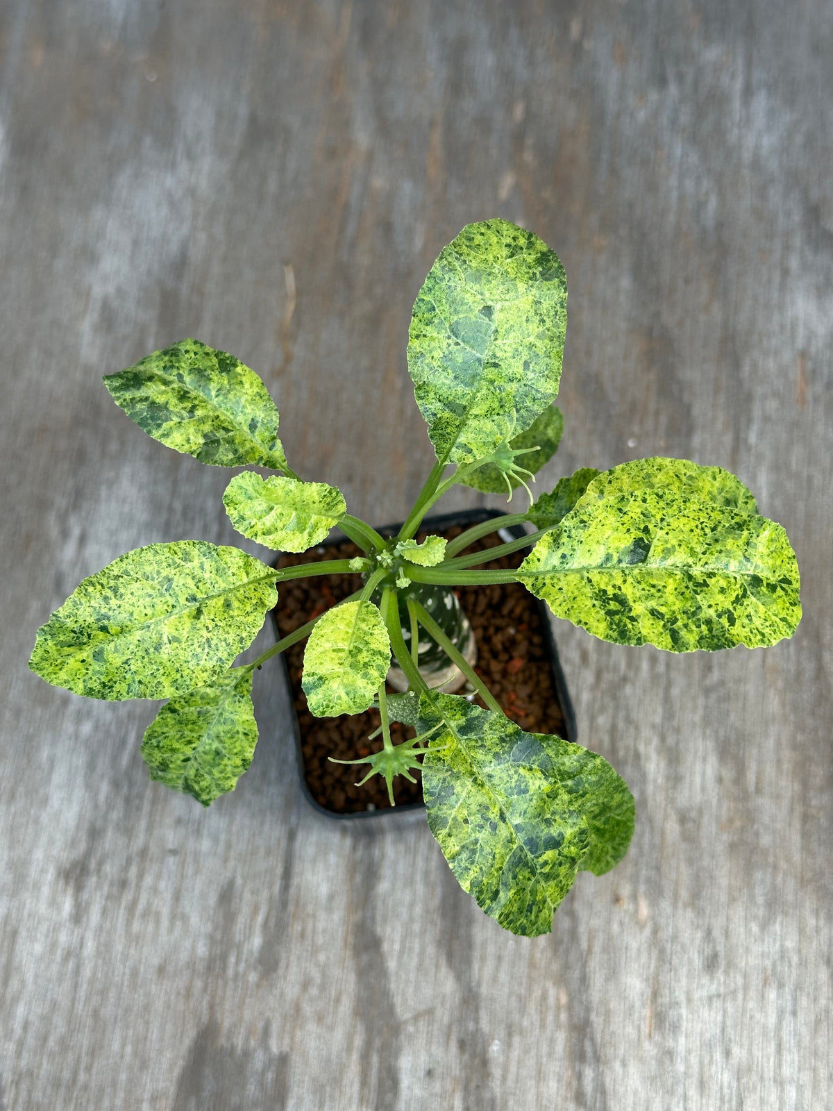 Dorstenia Hardwoodii x Foetida Hybrid Variegated