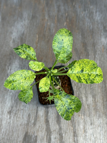 Dorstenia Hardwoodii x Foetida Hybrid Variegated