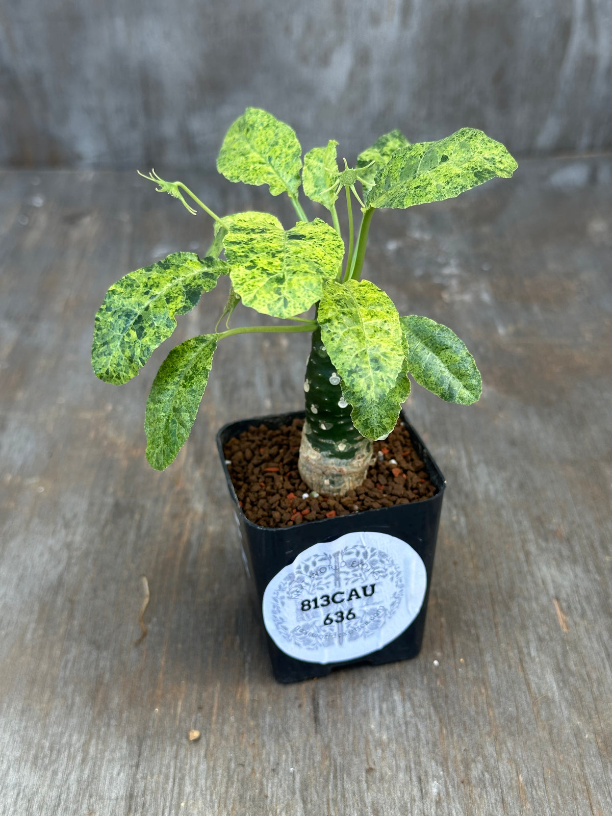 Dorstenia Hardwoodii x Foetida Hybrid Variegated