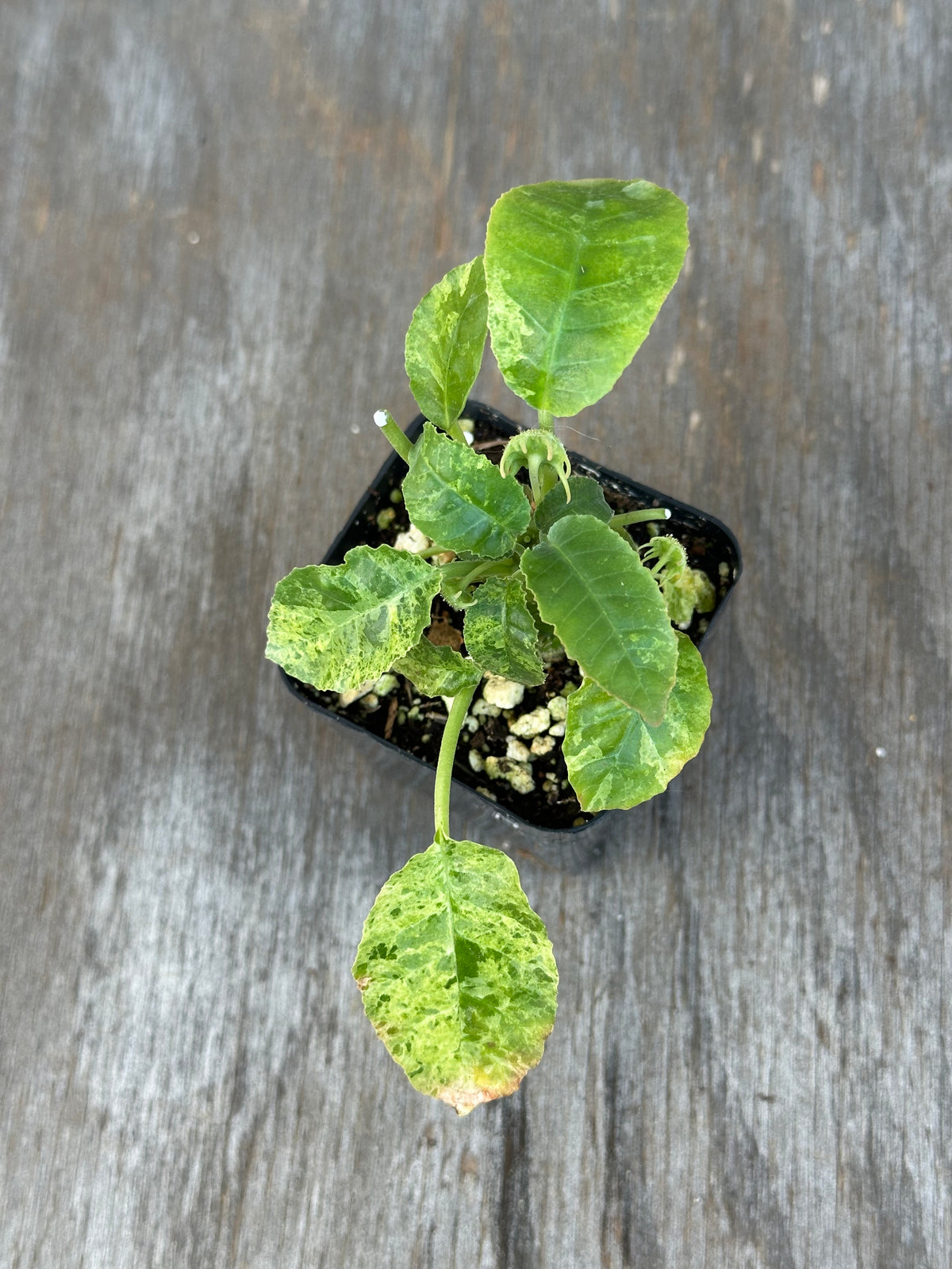 Dorstenia Hardwoodii x Foetida Hybrid Variegated