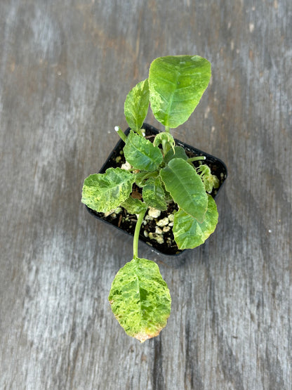Dorstenia Hardwoodii x Foetida Hybrid Variegated