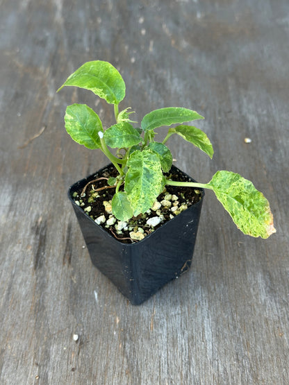 Dorstenia Hardwoodii x Foetida Hybrid Variegated