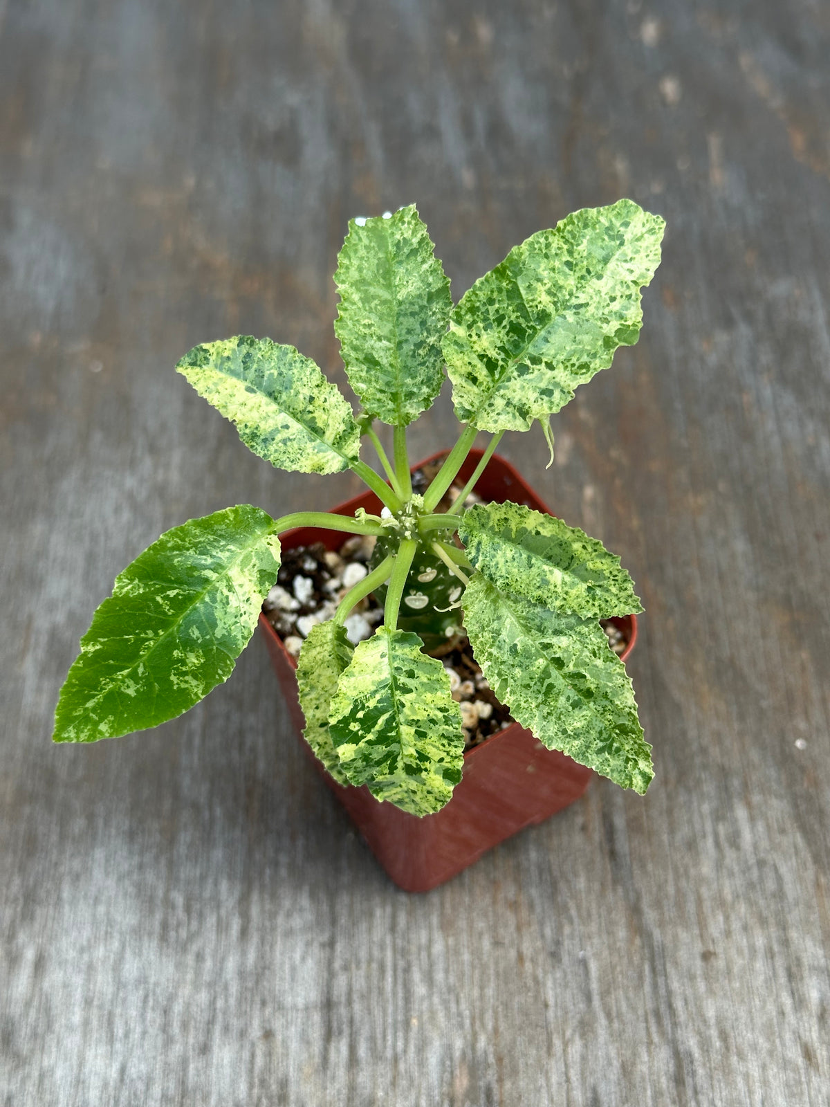 Dorstenia Hardwoodii x Foetida Hybrid Variegated