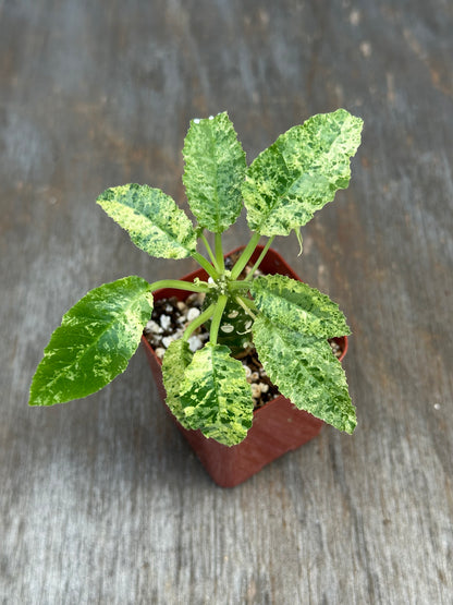 Dorstenia Hardwoodii x Foetida Hybrid Variegated