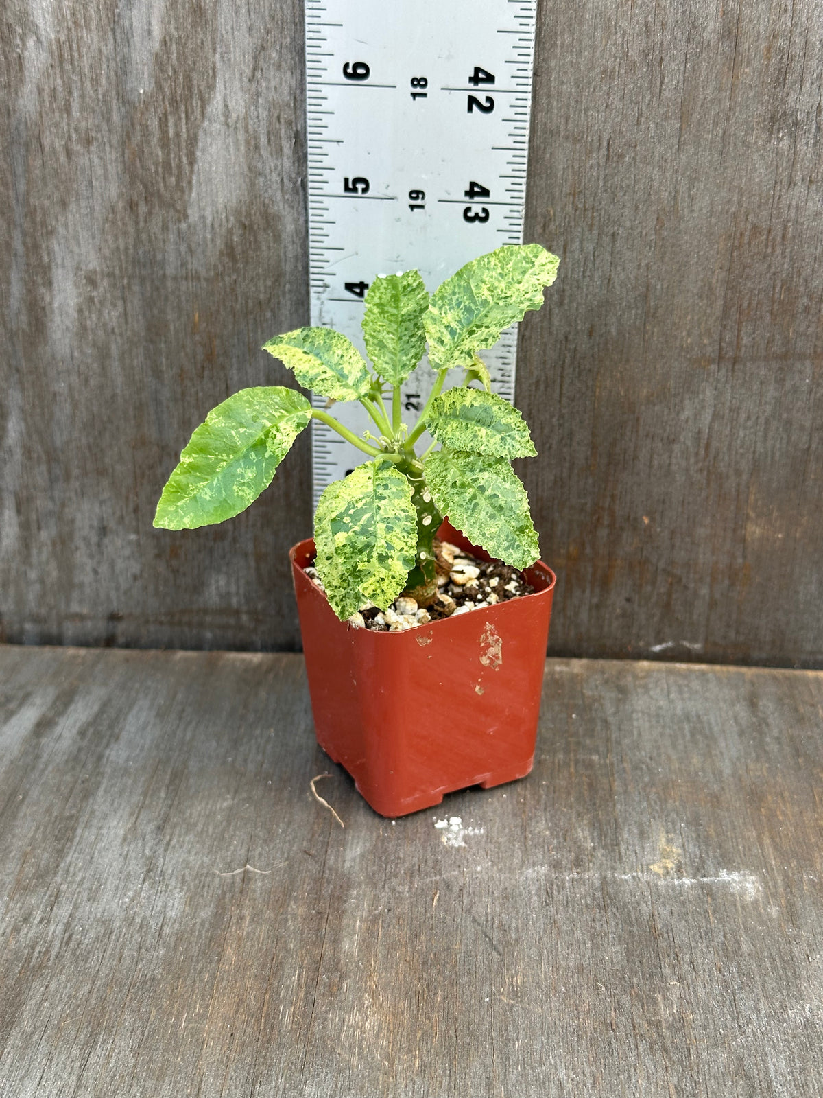 Dorstenia Hardwoodii x Foetida Hybrid Variegated