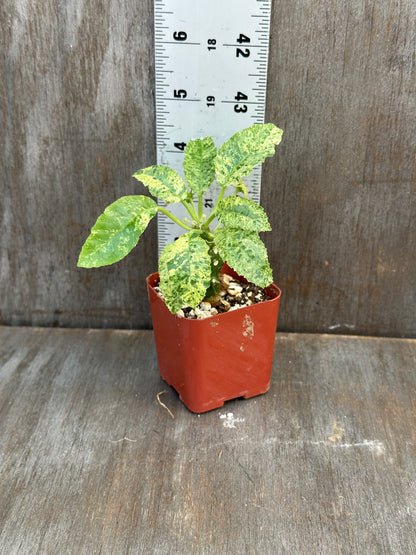 Dorstenia Hardwoodii x Foetida Hybrid Variegated