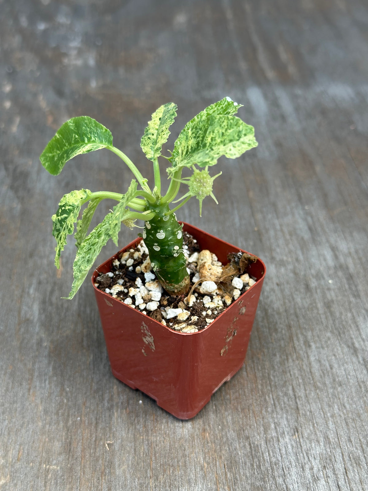 Dorstenia Hardwoodii x Foetida Hybrid Variegated