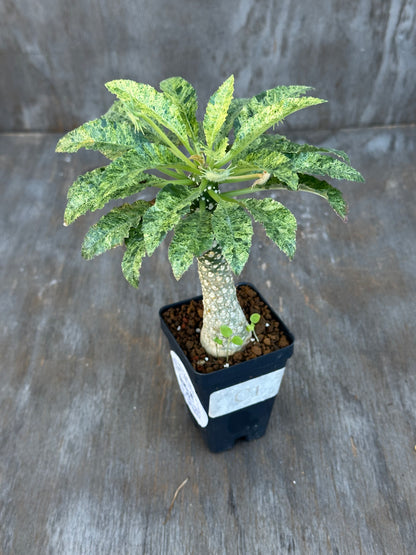 Dorstenia Hardwoodii x Foetida Hybrid Variegated