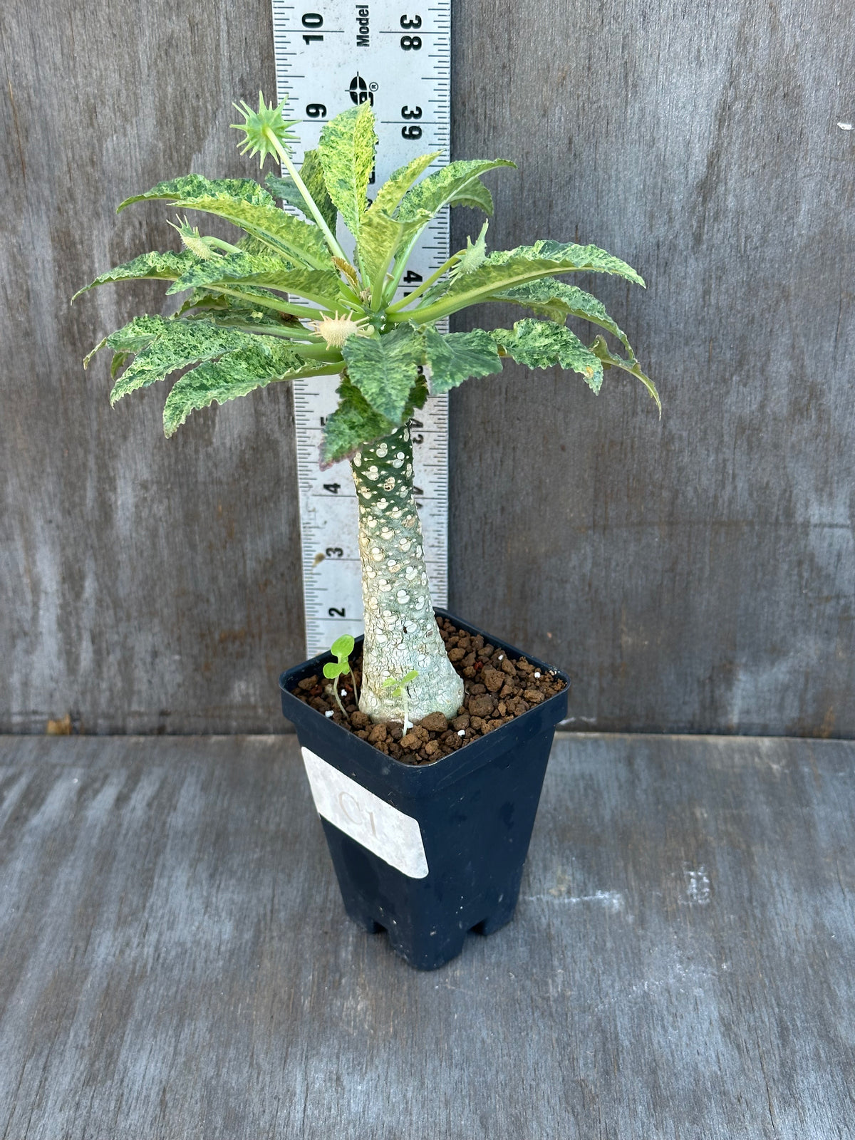 Dorstenia Hardwoodii x Foetida Hybrid Variegated