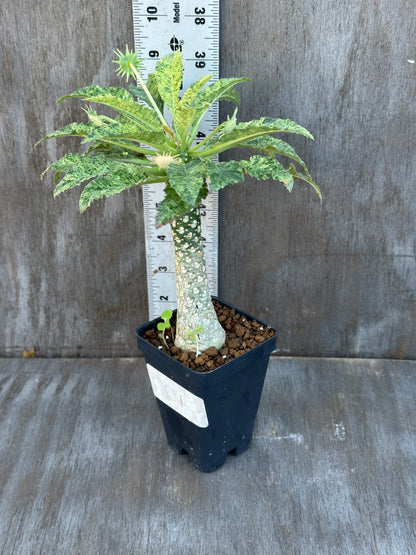 Dorstenia Hardwoodii x Foetida Hybrid Variegated