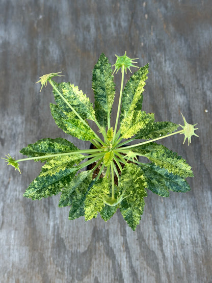 Dorstenia Hardwoodii x Foetida Hybrid Variegated