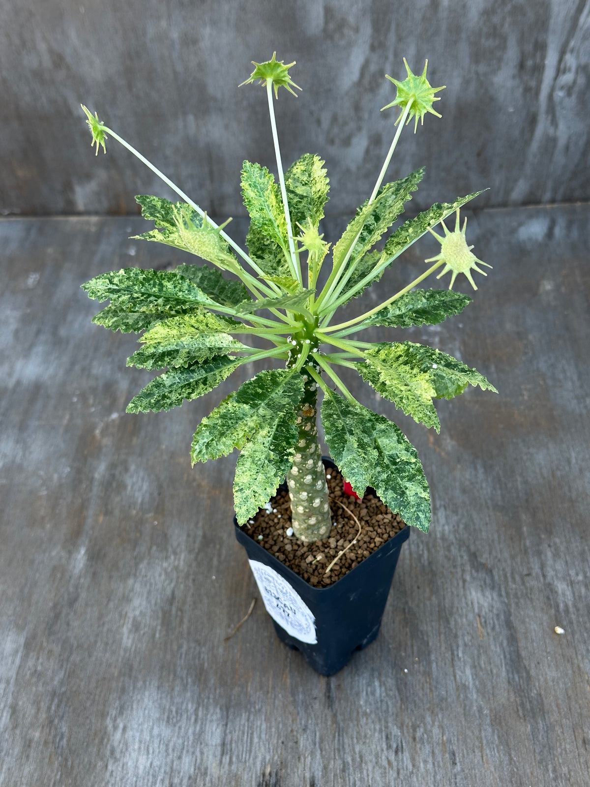 Dorstenia Hardwoodii x Foetida Hybrid Variegated
