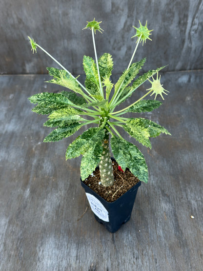 Dorstenia Hardwoodii x Foetida Hybrid Variegated