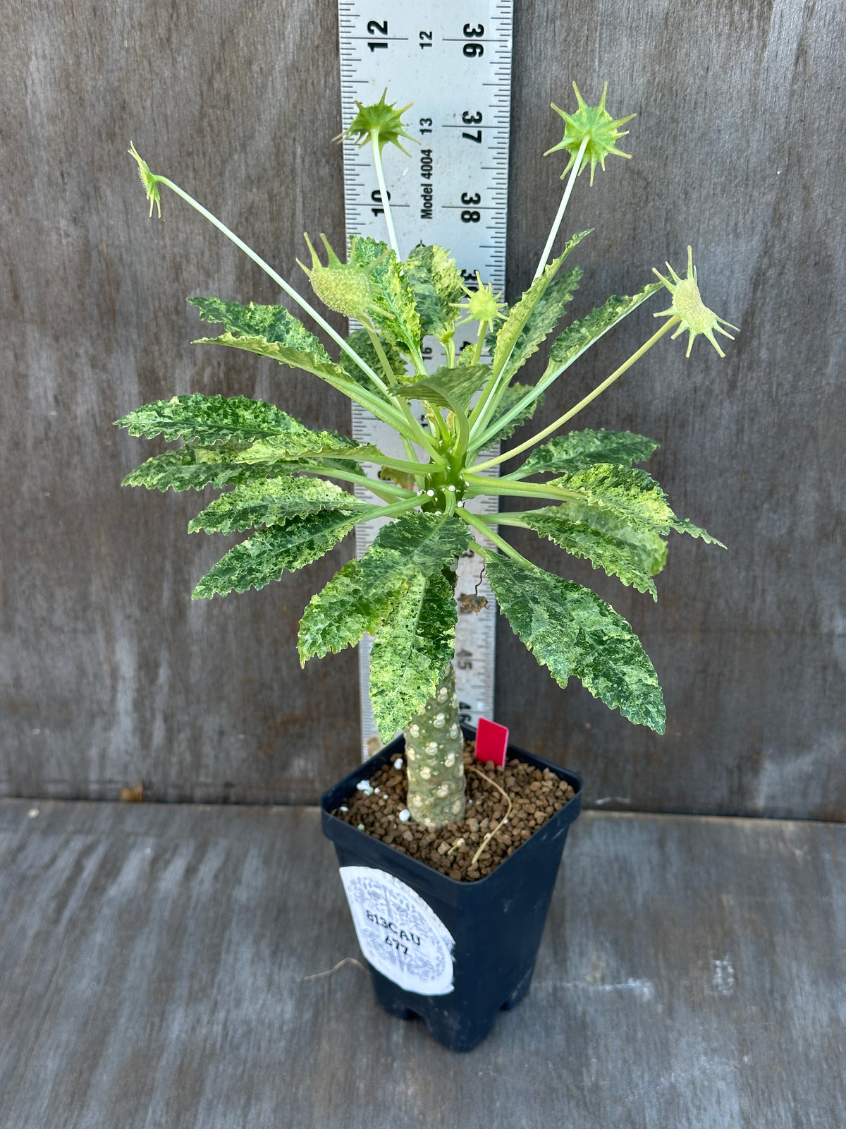 Dorstenia Hardwoodii x Foetida Hybrid Variegated