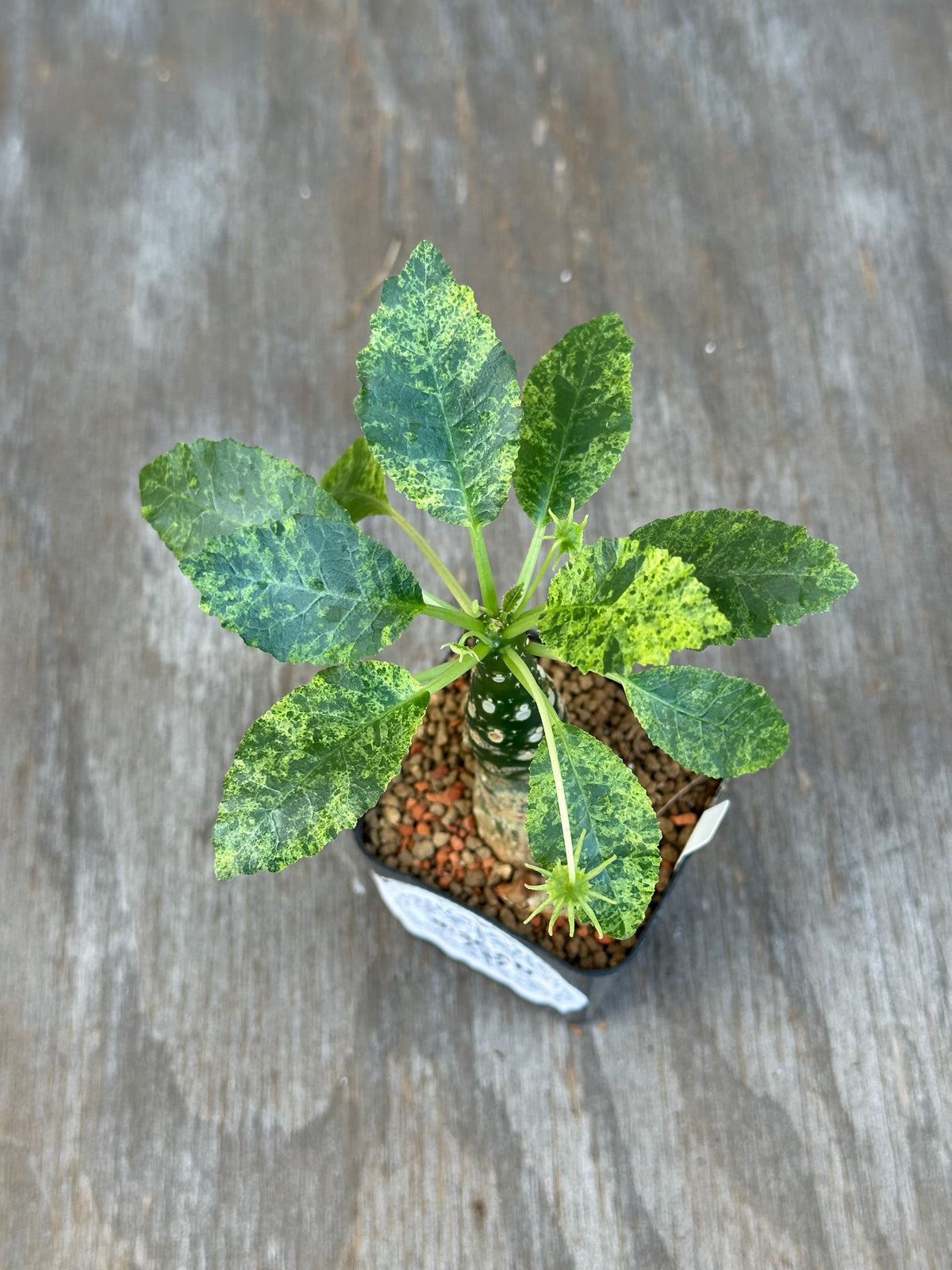 Dorstenia Hardwoodii x Foetida Hybrid Variegated