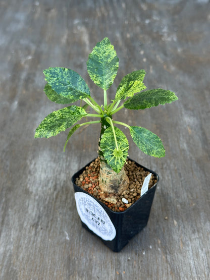 Dorstenia Hardwoodii x Foetida Hybrid Variegated