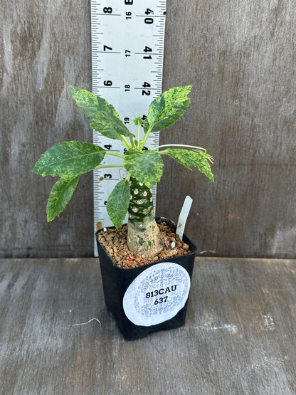 Dorstenia Hardwoodii x Foetida Hybrid Variegated