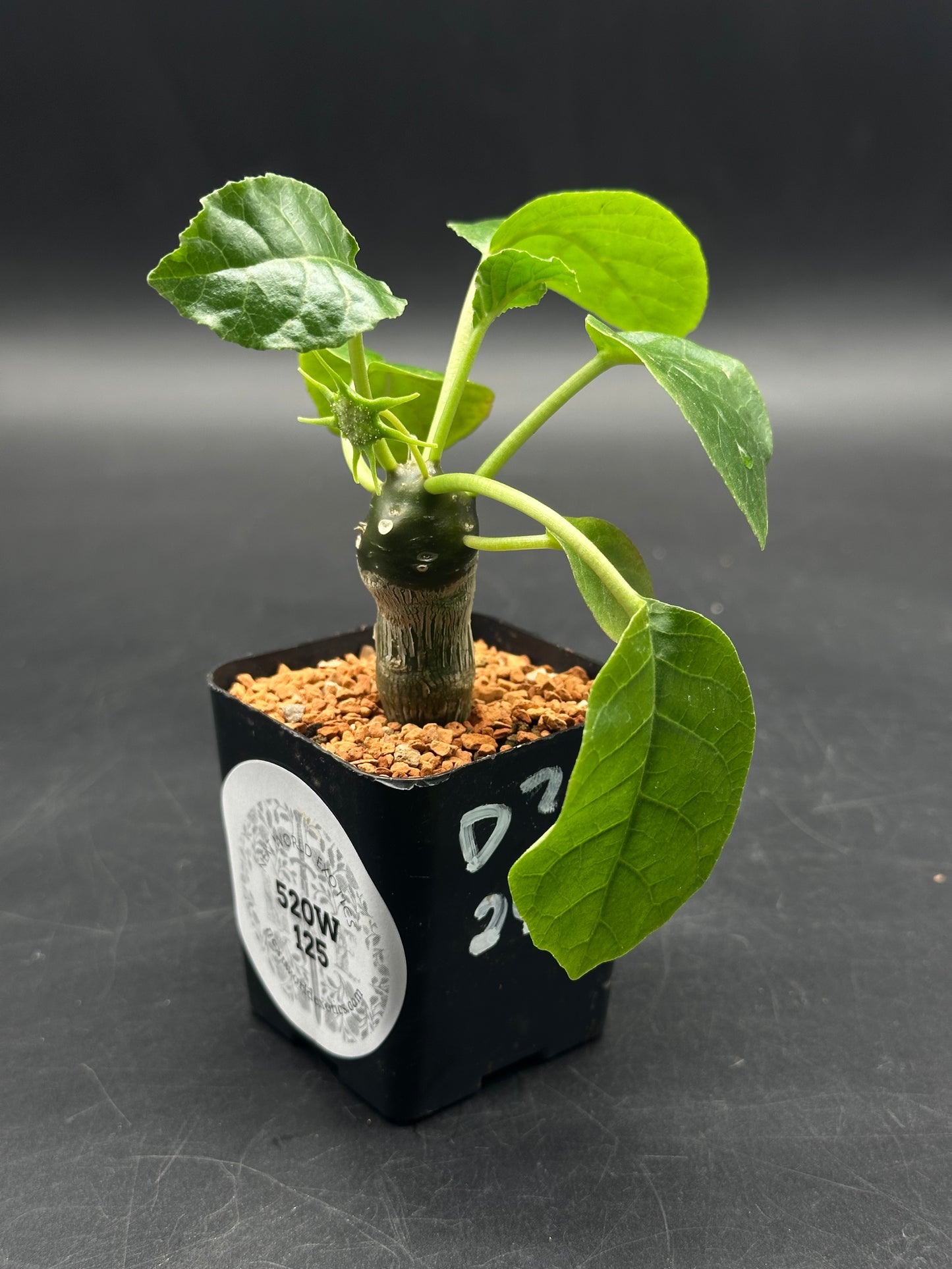 Dorstenia (520W125)