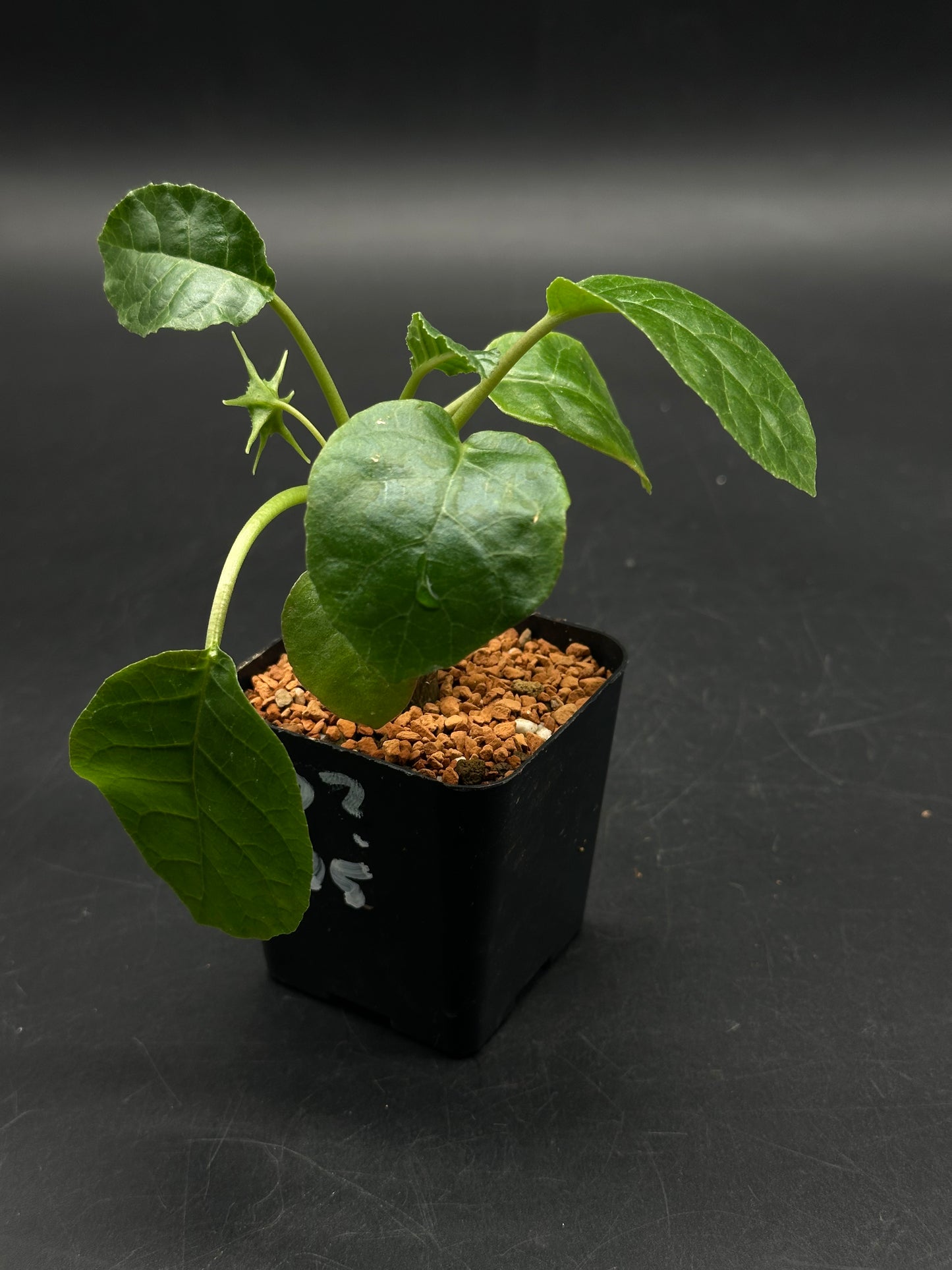 Dorstenia (520W125)