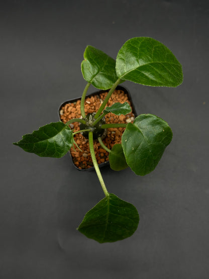 Dorstenia (520W125)