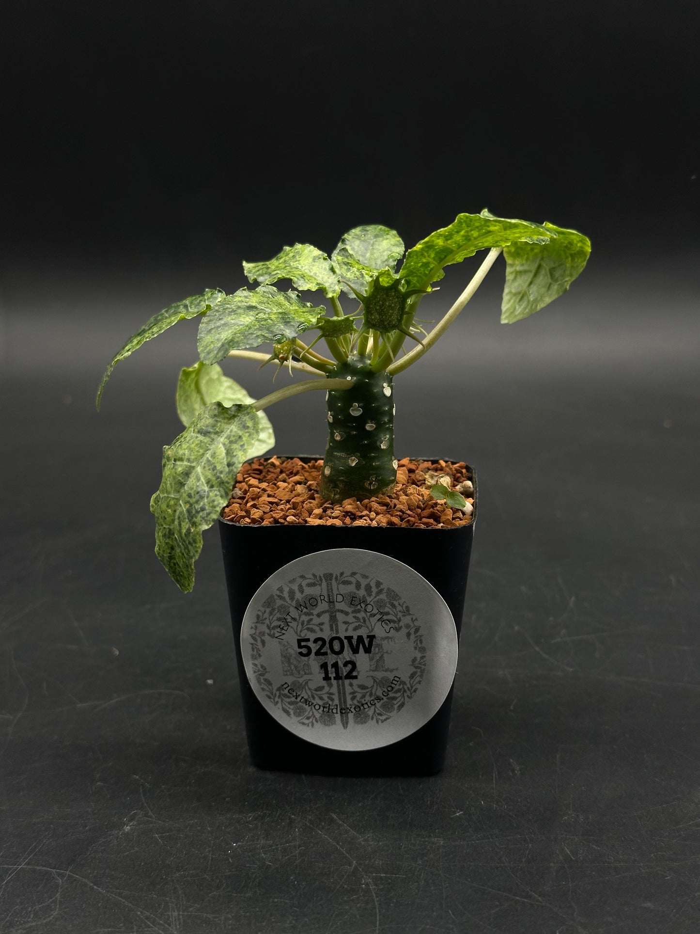 Dorstenia Foetida (520w112)