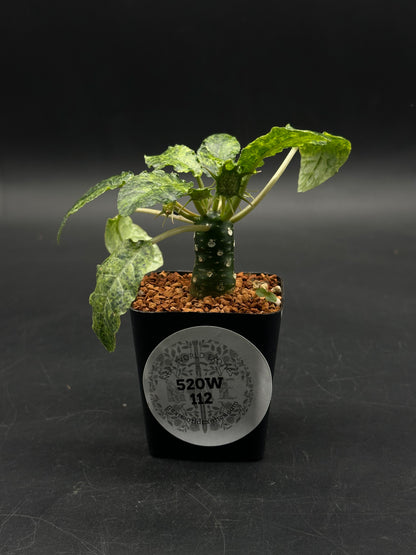 Dorstenia Foetida (520w112)