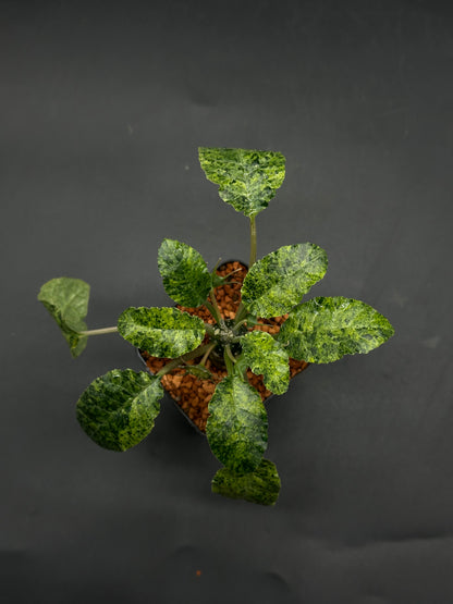 Dorstenia Foetida (520w112)