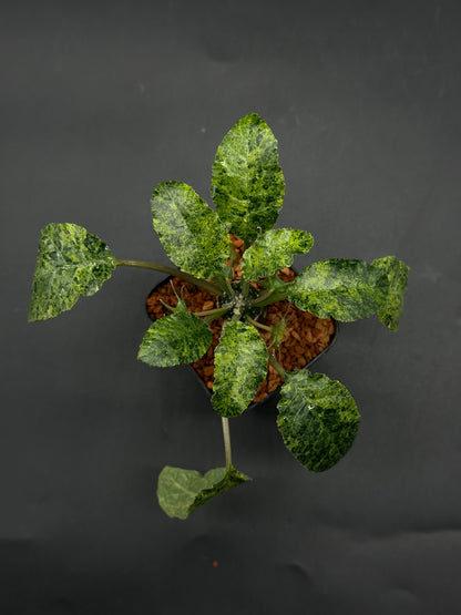 Dorstenia Foetida (520w112)