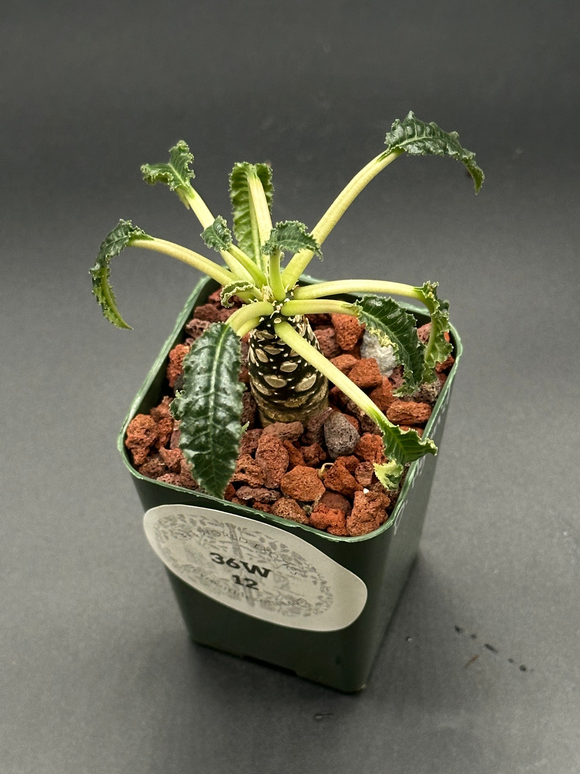 Dorstenia Foetida cv. 'Thamaka' in a 2.25-inch pot, showcasing its unique structure, ideal for collectors of rare, exotic houseplants.