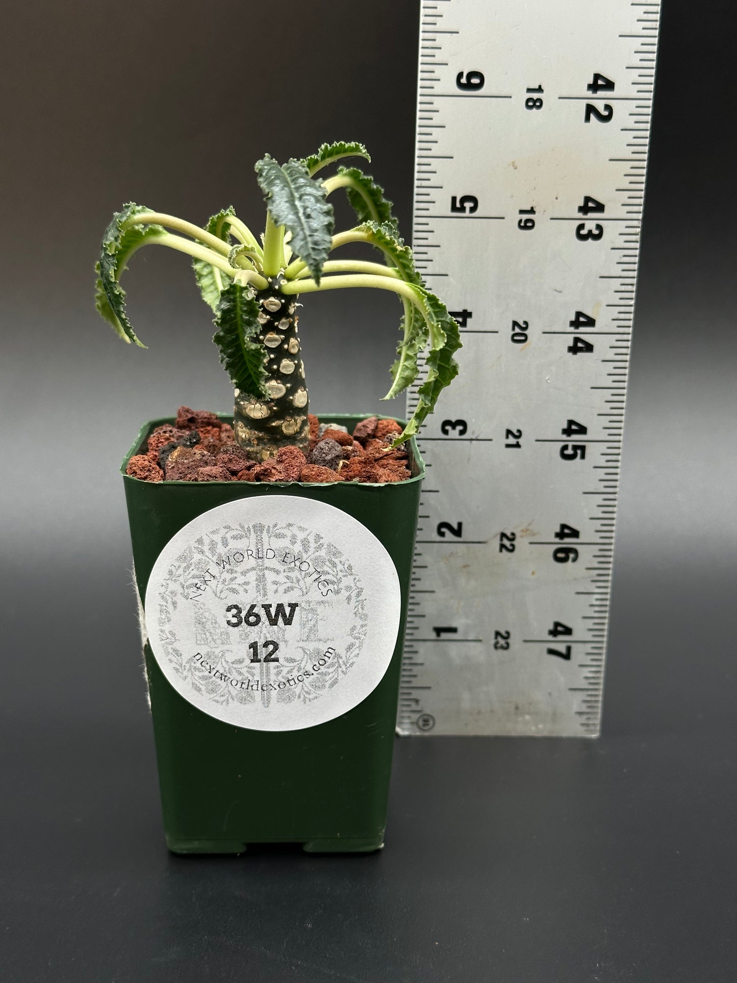 Dorstenia Foetida cv. 'Thamaka' in a 2.25-inch pot, shown with a ruler for scale, offered by Next World Exotics.