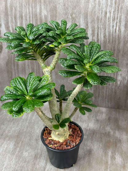 Dorstenia Gigas (DG1) 🌱 in a 6-inch pot, featuring a thick trunk and semi-glossy green leaves clustered at branch tips.