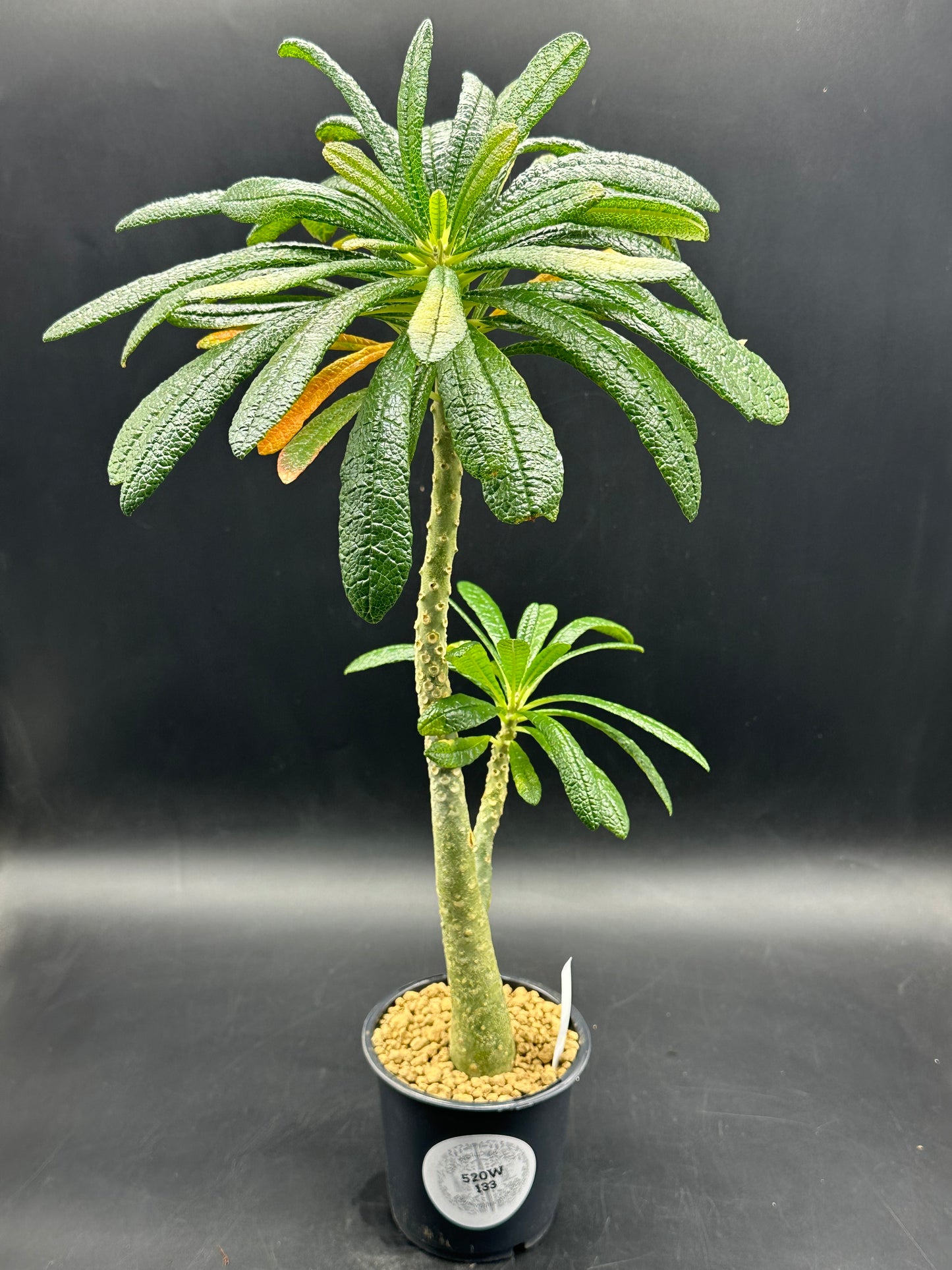 Dorstenia Gigas (520W133)