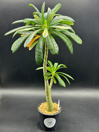 Dorstenia Gigas (520W133)