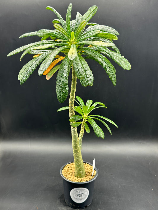 Dorstenia Gigas (520W133)