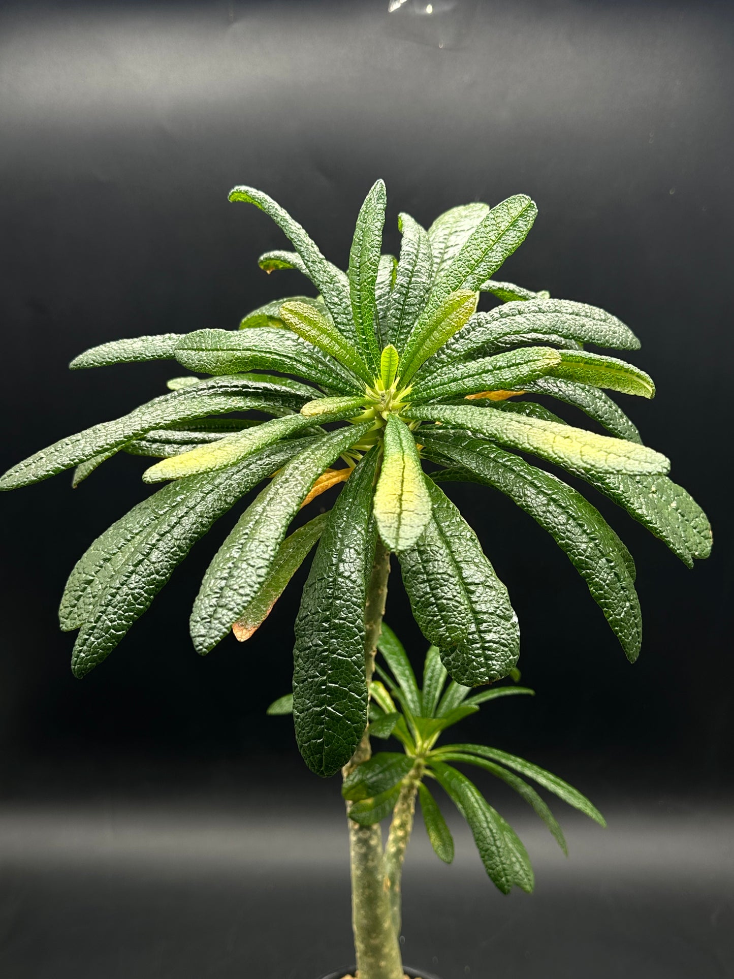 Dorstenia Gigas (520W133)