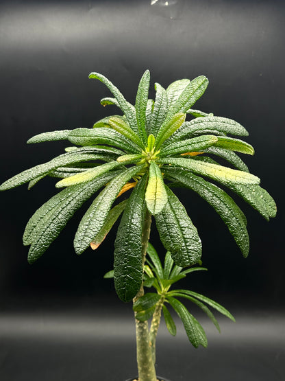 Dorstenia Gigas (520W133)