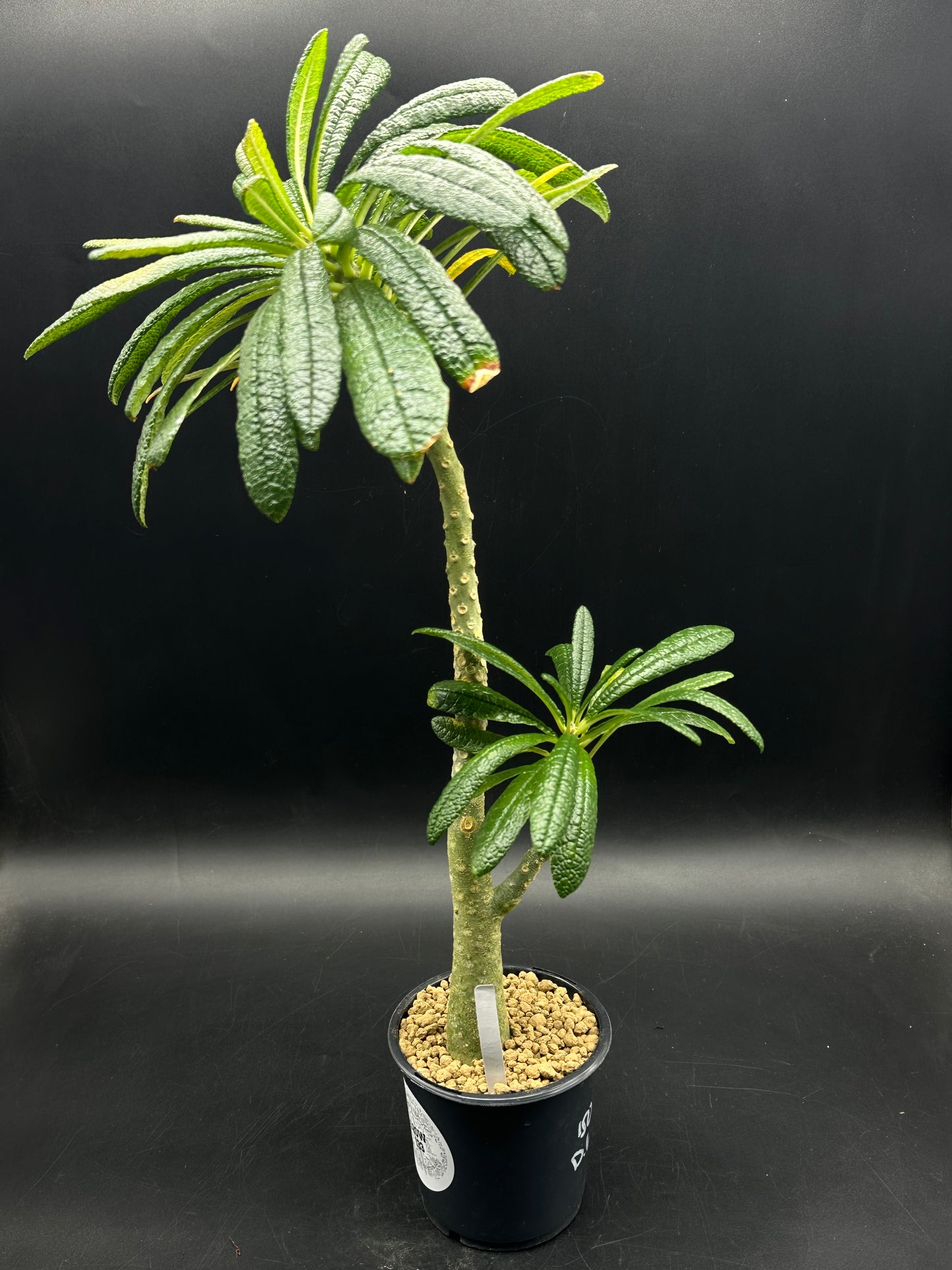 Dorstenia Gigas (520W133)