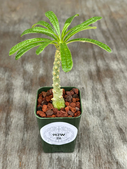 Dorstenia Gigas Bullata (912W26) in a 4-inch pot, showcasing its thick, sculptural trunk and semi-glossy green leaves with unique star-shaped inflorescences.