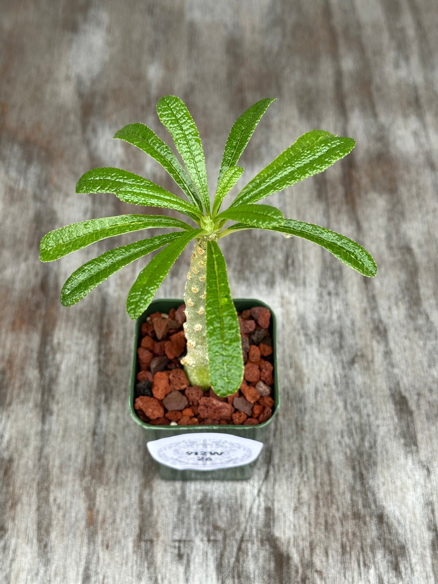 Dorstenia Gigas Bullata (912W26) in a 4-inch pot, showcasing its thick trunk, sparse branches, and clustered green leaves.