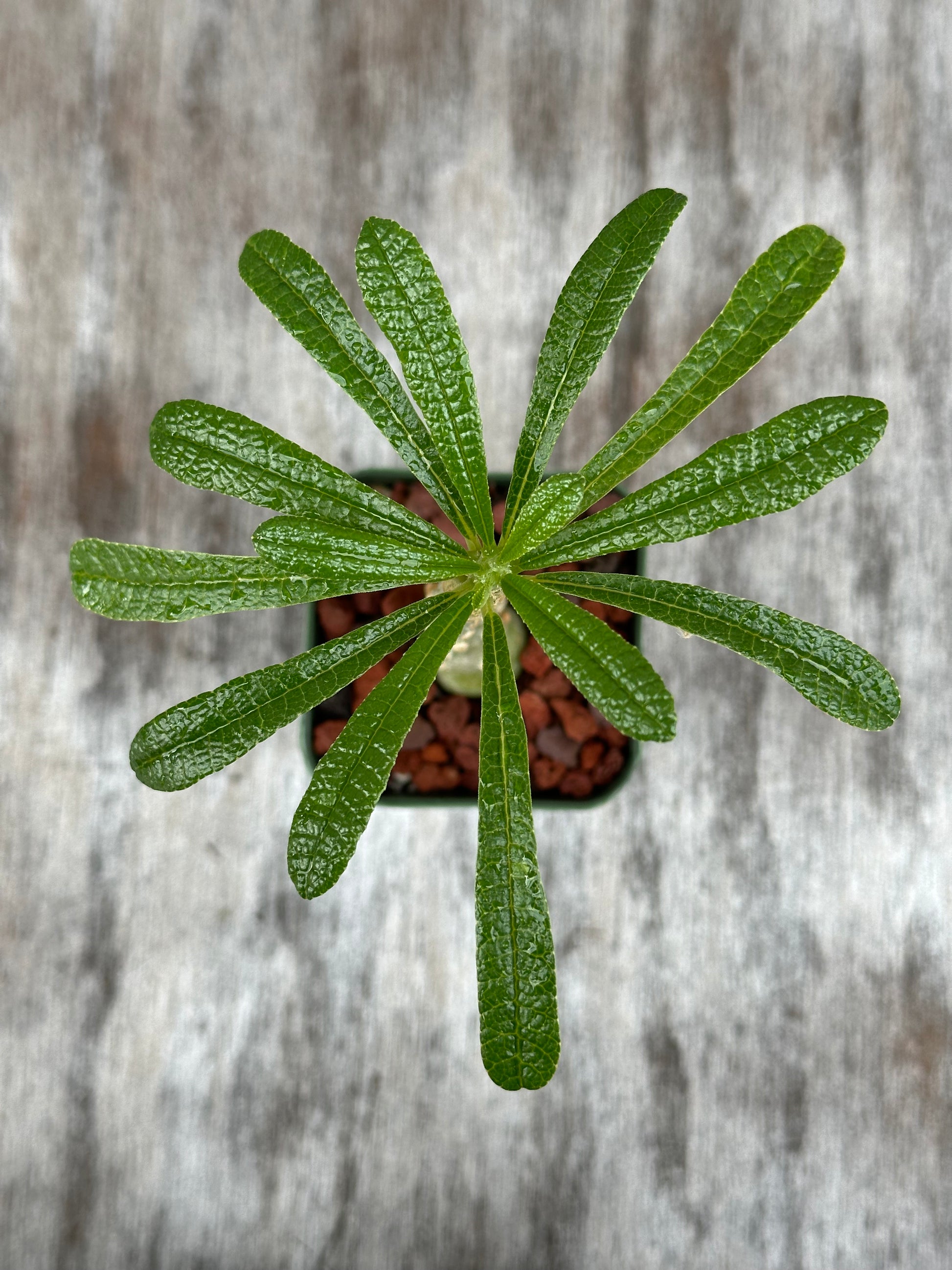 Dorstenia Gigas Bullata (912W26) in a 4-inch pot, showcasing thick trunk, sparse branches, and semi-glossy green leaves clustered at branch tips.