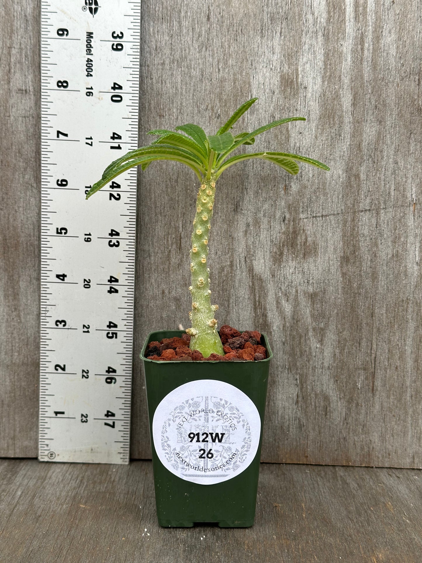 Dorstenia Gigas Bullata (912W26) in a 4-inch pot next to a ruler, showcasing its thick trunk and semi-glossy green leaves.