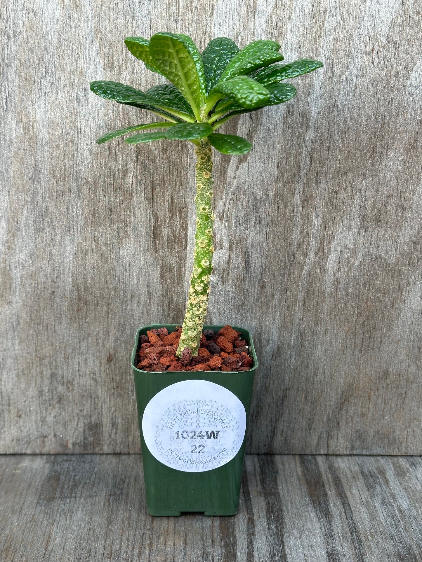 Dorstenia Gigas 'Cut Leaf' (1024W22) plant in a 2.25-inch pot, featuring a unique sculptural trunk and distinctive leaf pattern.