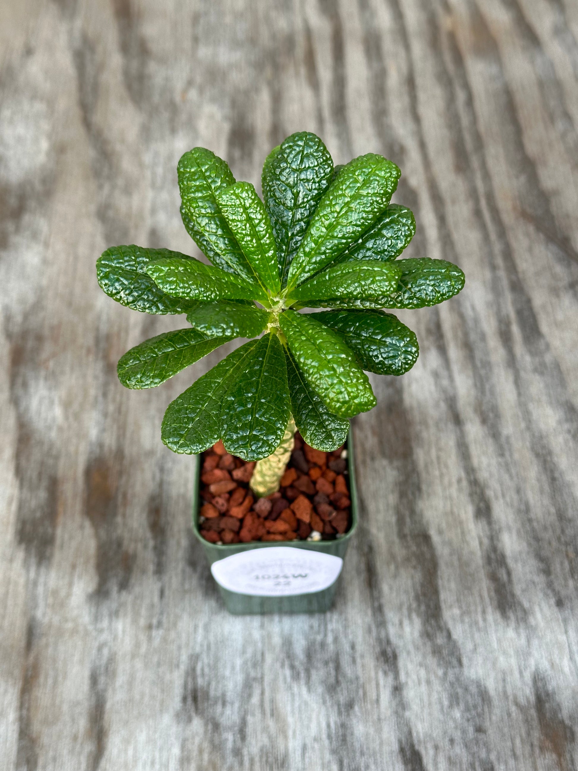 Dorstenia Gigas 'Cut Leaf' (1024W22) in a 2.25-inch pot, showcasing its thick trunk and lush green leaves.