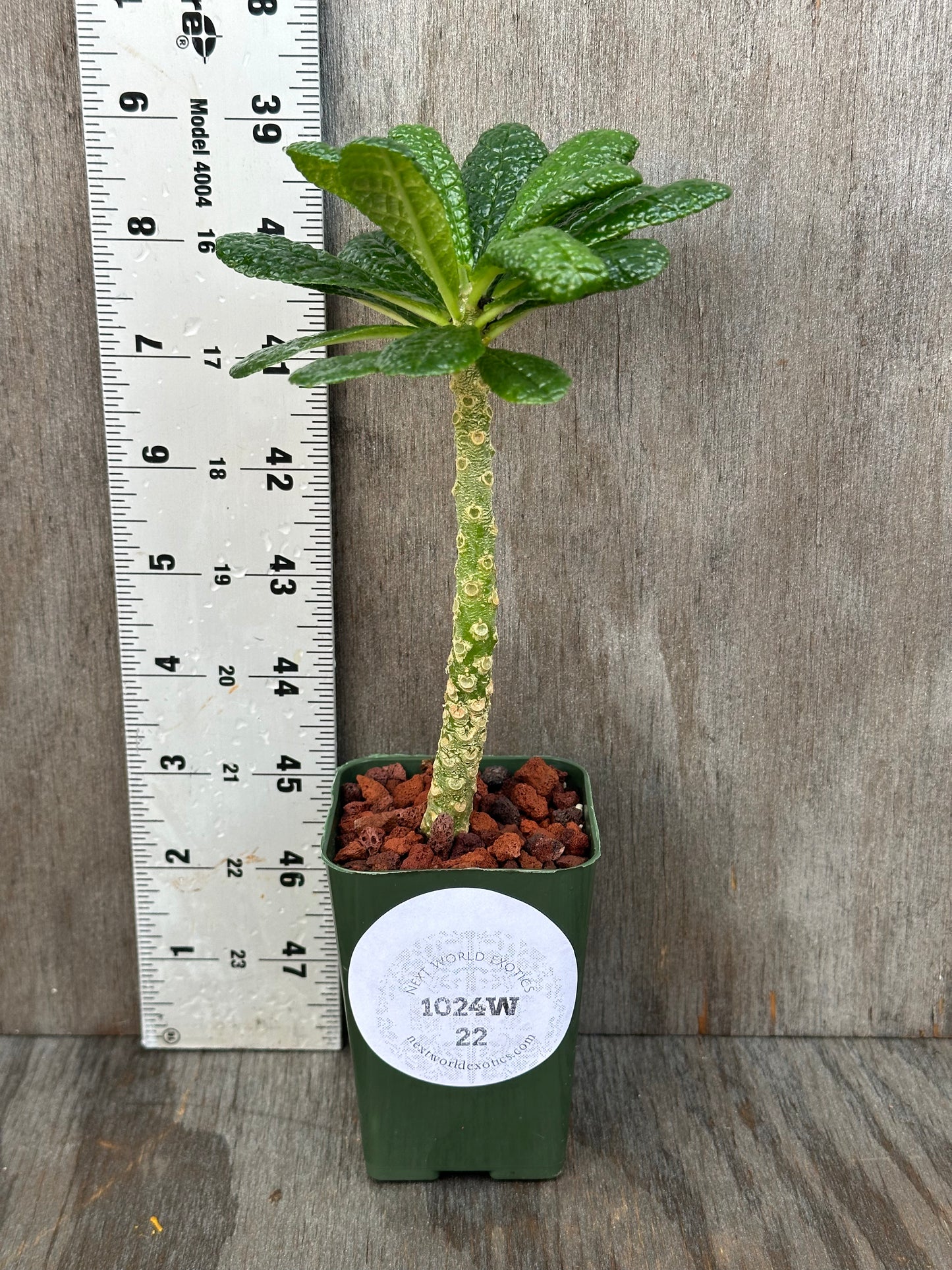 Dorstenia Gigas 'Cut Leaf' (1024W22) in a 2.25-inch pot with large, semi-glossy leaves, next to a ruler for size reference.