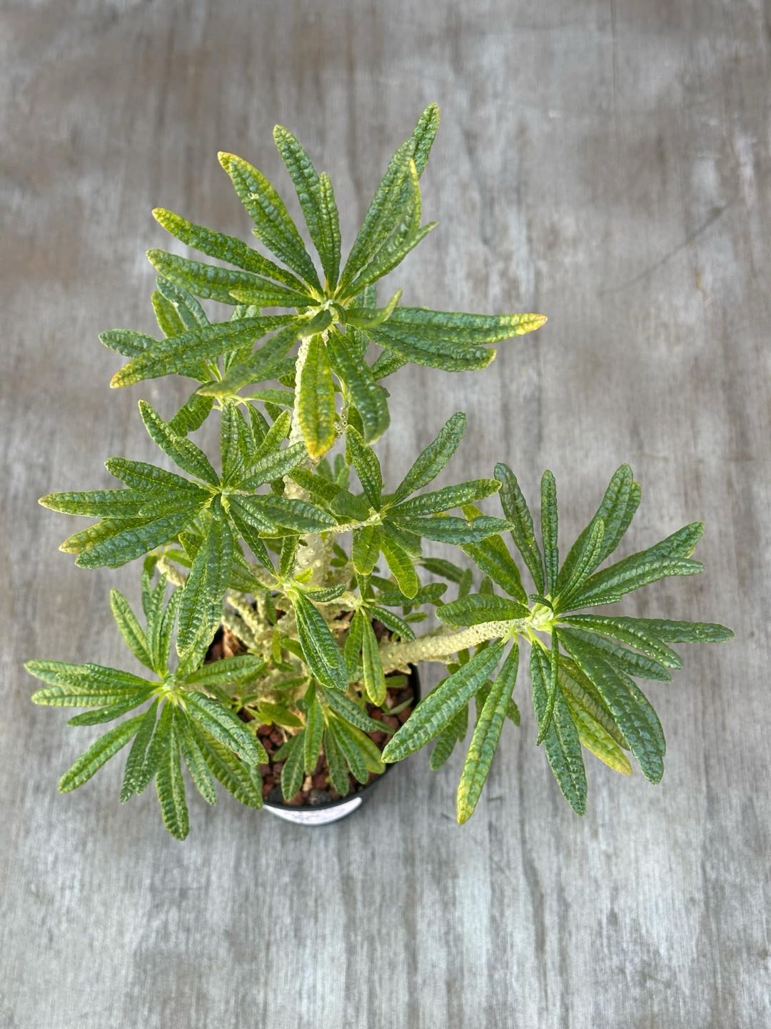 Dorstenia Gigas (DG1) 🌱 in a 4-inch pot with a thick trunk and semi-glossy green leaves clustered at branch tips.