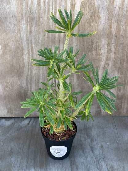 Dorstenia Gigas (815W44) in a 4-inch pot, showcasing a thick trunk with semi-glossy green leaves at branch tips, on a wooden surface.