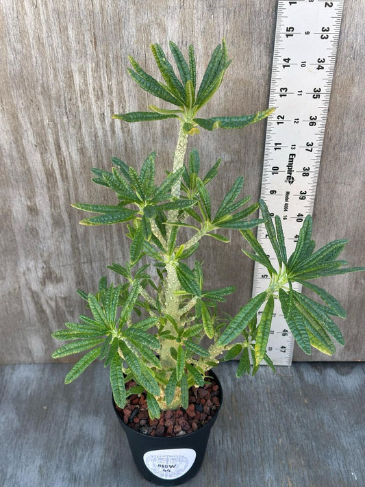 Dorstenia Gigas (815W44) in a 4-inch pot, showcasing a thick trunk, sparse branches, and semi-glossy green leaves, with a ruler for scale.