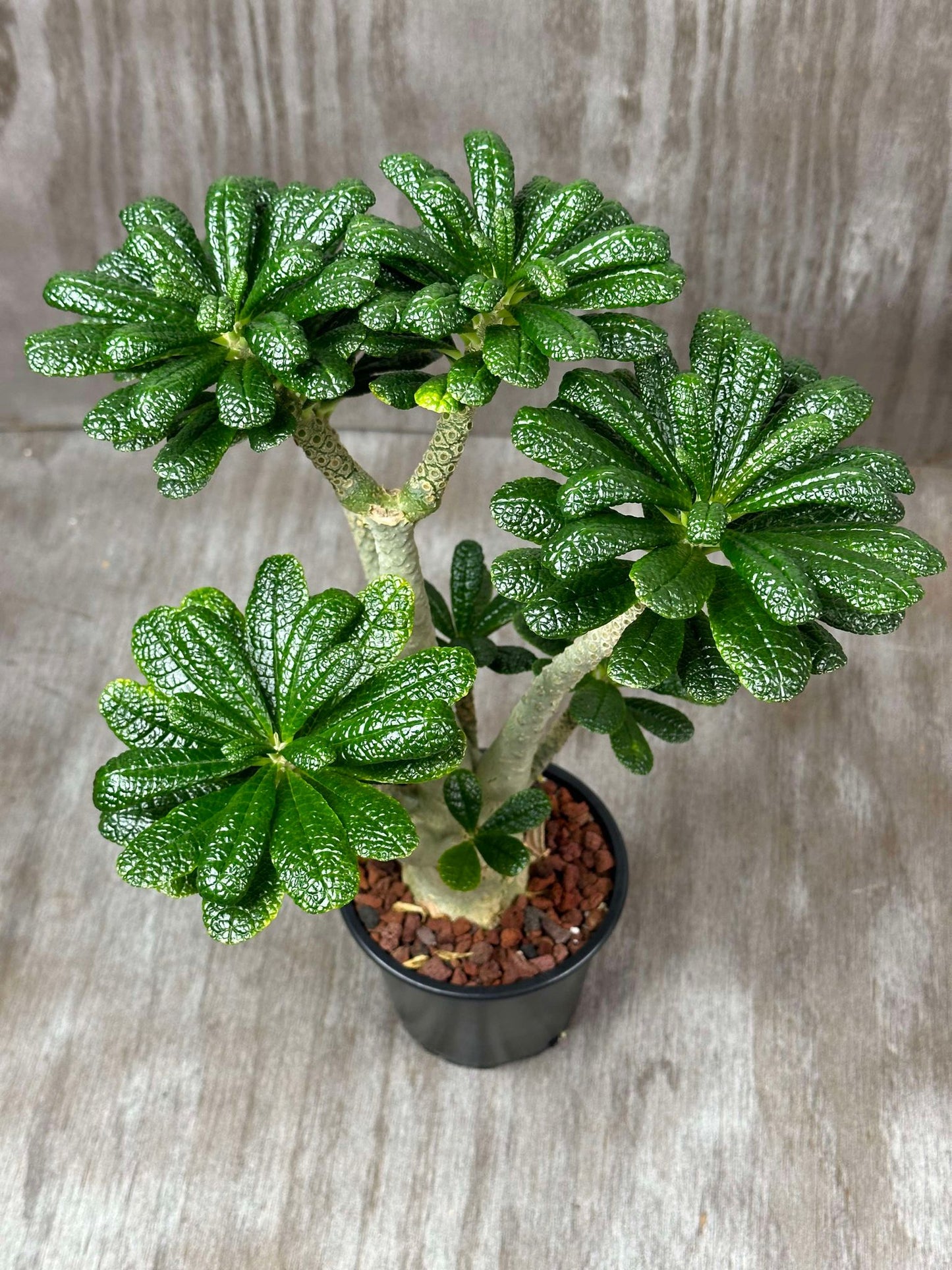 Dorstenia Gigas (DG1) 🌱 - A potted Dorstenia gigas with a thick, sculptural trunk and semi-glossy green leaves in a 6-inch pot.