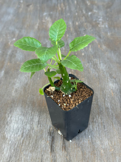 Dorstenia Hardwoodii x Foetida Hybrid